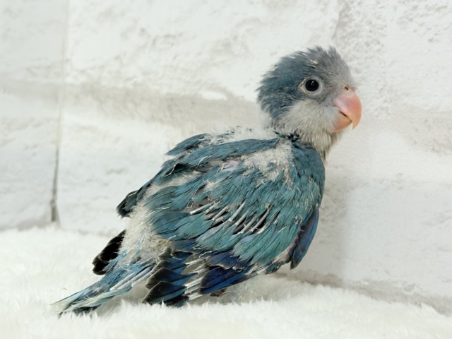 オキナインコ