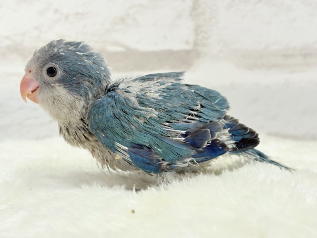 オキナインコ