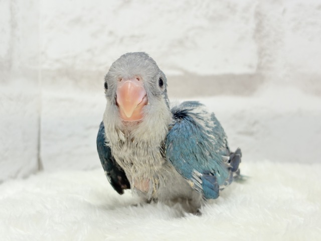 【最新画像更新🪄もうすぐひとり餌☆】飛びきりのスマイル😊ウケケケダンスに魅了されちゃう((🐣))🪇💖オキナインコ(ブルー) ヒナ オキナインコ