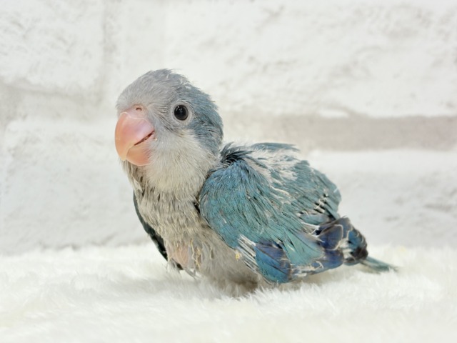 【最新画像更新🪄もうすぐひとり餌☆】飛びきりのスマイル😊ウケケケダンスに魅了されちゃう((🐣))🪇💖オキナインコ(ブルー) ヒナ オキナインコ