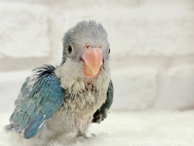 オキナインコ