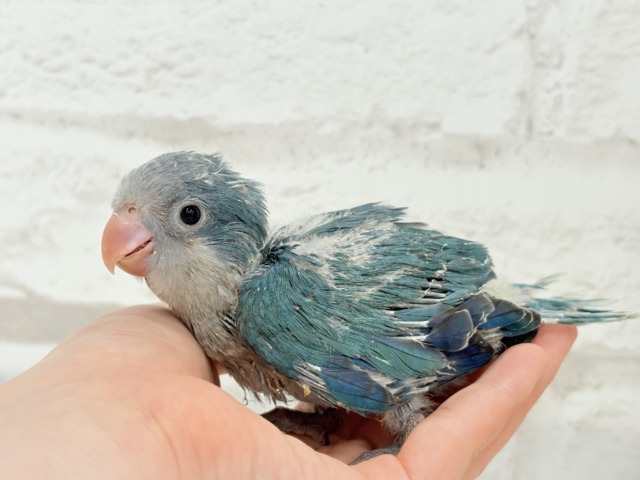 オキナインコ