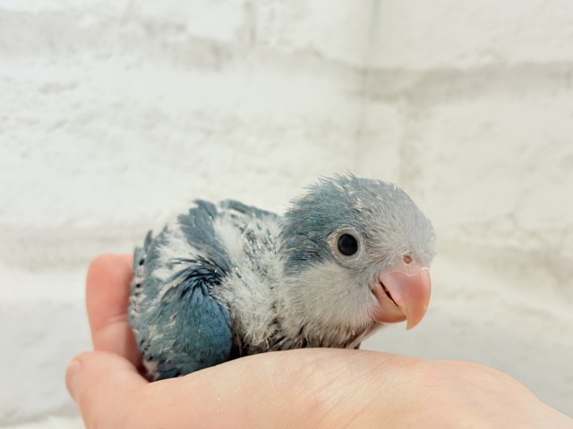 【最新画像更新🪄もうすぐひとり餌☆】飛びきりのスマイル😊ウケケケダンスに魅了されちゃう((🐣))🪇💖オキナインコ(ブルー) ヒナ オキナインコ