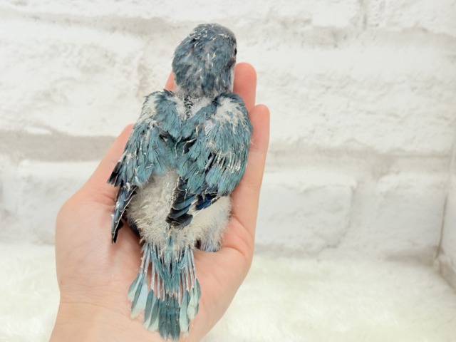 【最新画像更新🪄もうすぐひとり餌☆】飛びきりのスマイル😊ウケケケダンスに魅了されちゃう((🐣))🪇💖オキナインコ(ブルー) ヒナ オキナインコ