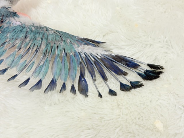 【最新画像更新🪄もうすぐひとり餌☆】飛びきりのスマイル😊ウケケケダンスに魅了されちゃう((🐣))🪇💖オキナインコ(ブルー) ヒナ オキナインコ