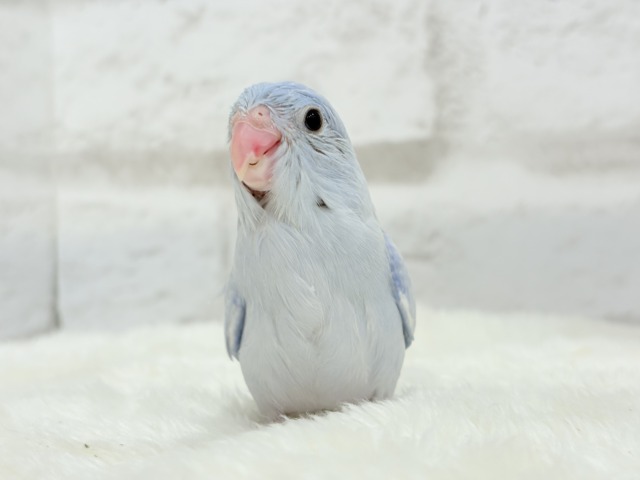 【最新画像更新🪄】色合いは淡く🫧存在感は濃いめ🐣💙マメルリハ(コバルトダイリュート) 男の子 ヒナ マメルリハ