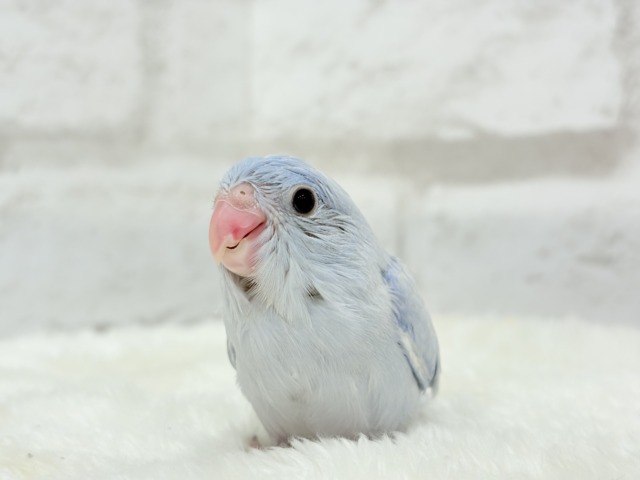 【最新画像更新🪄】色合いは淡く🫧存在感は濃いめ🐣💙マメルリハ(コバルトダイリュート) 男の子 ヒナ マメルリハ