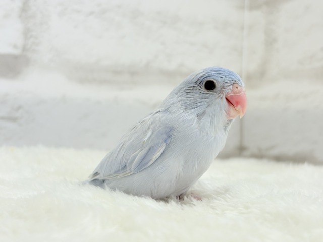 【最新画像更新🪄】色合いは淡く🫧存在感は濃いめ🐣💙マメルリハ(コバルトダイリュート) 男の子 ヒナ マメルリハ