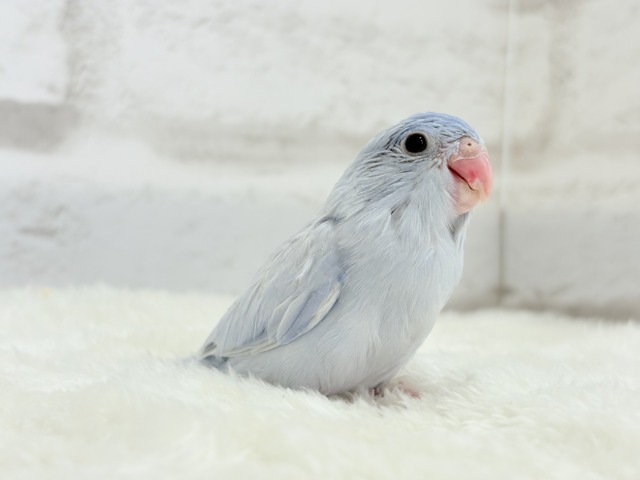 【最新画像更新🪄】色合いは淡く🫧存在感は濃いめ🐣💙マメルリハ(コバルトダイリュート) 男の子 ヒナ マメルリハ