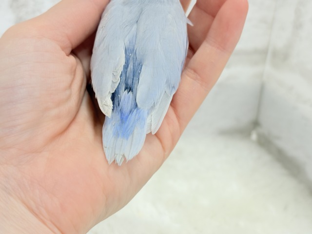 マメルリハ