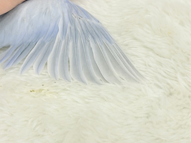 【最新画像更新🪄】色合いは淡く🫧存在感は濃いめ🐣💙マメルリハ(コバルトダイリュート) 男の子 ヒナ マメルリハ