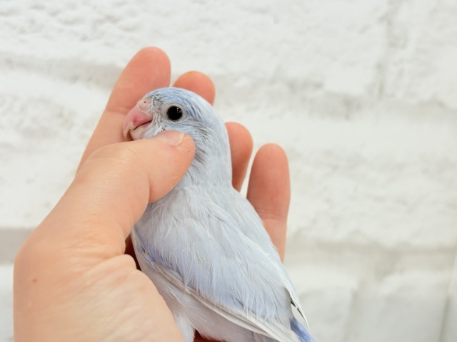 【最新画像更新🪄】色合いは淡く🫧存在感は濃いめ🐣💙マメルリハ(コバルトダイリュート) 男の子 ヒナ マメルリハ