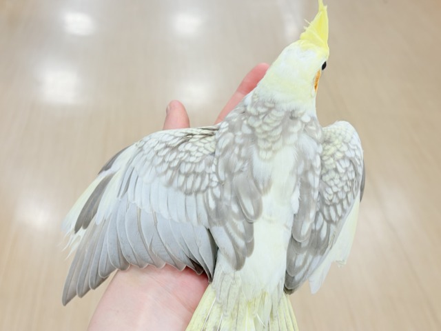 オカメインコ