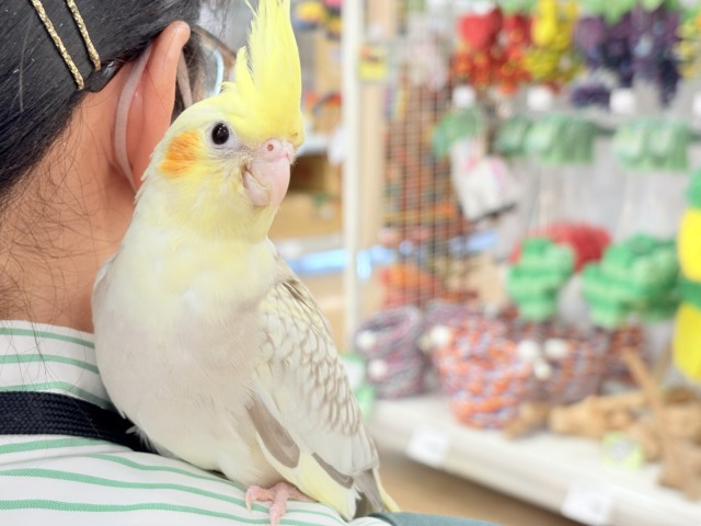 オカメインコ
