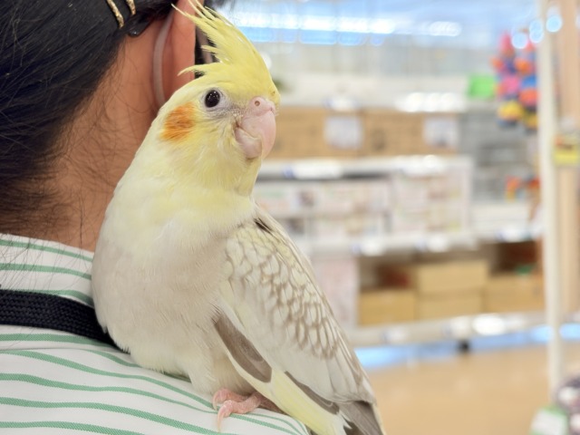 オカメインコ