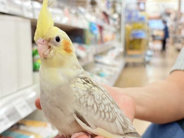 オカメインコ