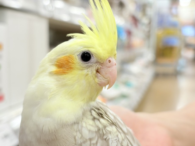 オカメインコ