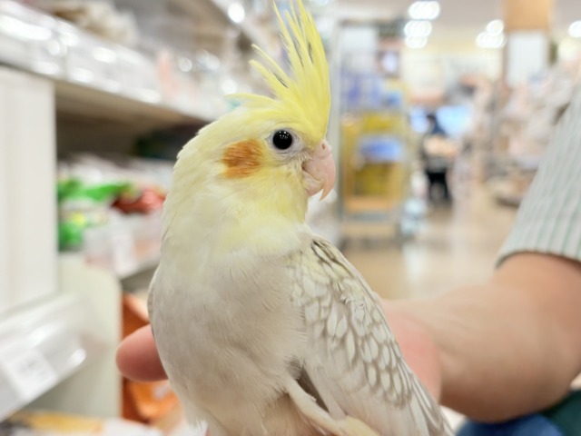 オカメインコ
