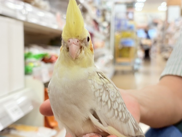 オカメインコ