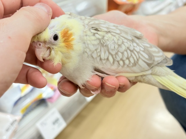 オカメインコ