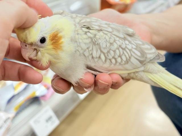 オカメインコ