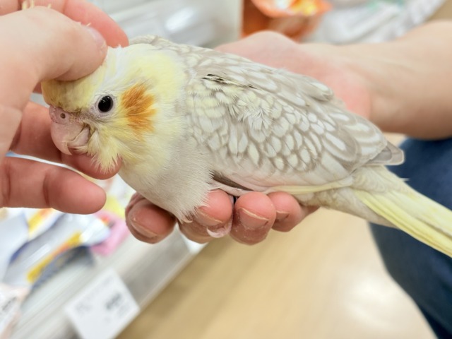 オカメインコ