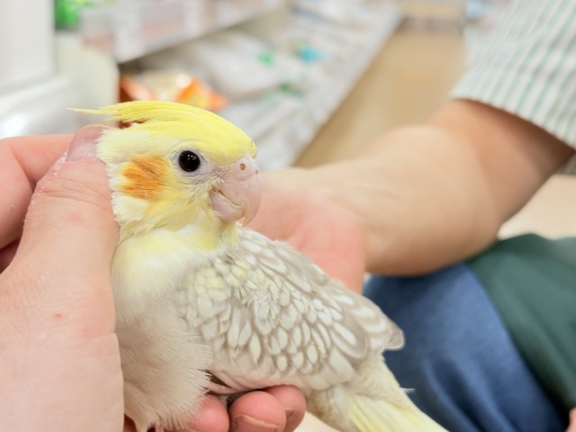 オカメインコ