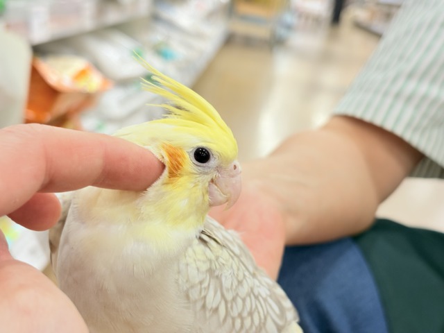 オカメインコ