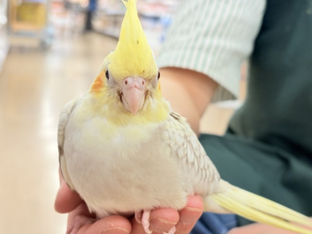 オカメインコ