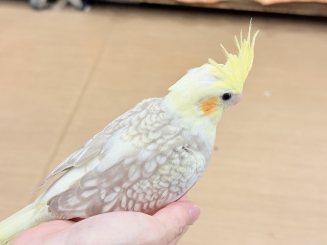 オカメインコ