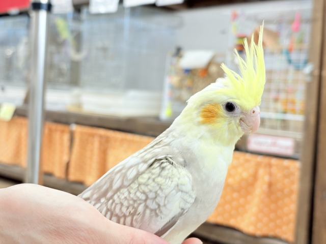 オカメインコ