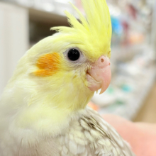 くりくりおめめのプリティーフェイス🐣🫧オカメインコ(シナモンパールパイド) ヒナ