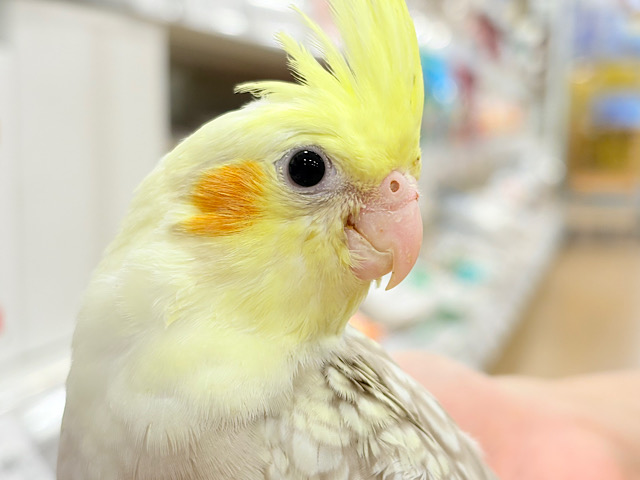 くりくりおめめのプリティーフェイス🐣🫧オカメインコ(シナモンパールパイド) ヒナ