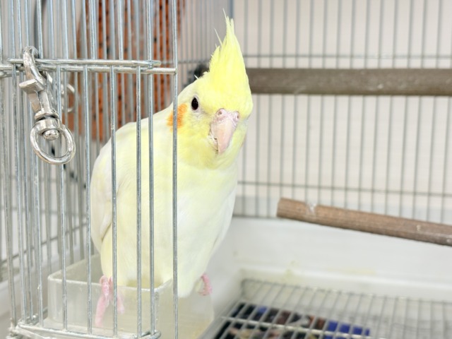 オカメインコ