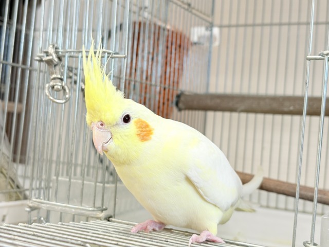 オカメインコ