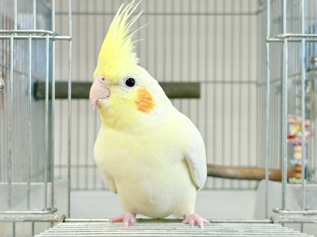 オカメインコ
