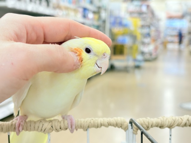 オカメインコ