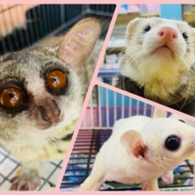 🌱新生活はペットと一緒に🌸〜新生活応援フェア〜🌸