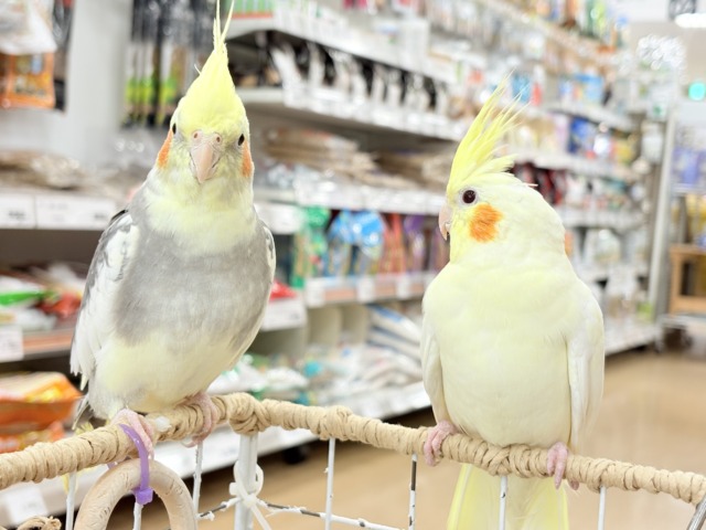 オカメインコ