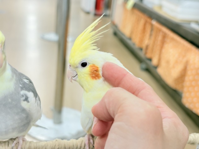 オカメインコ