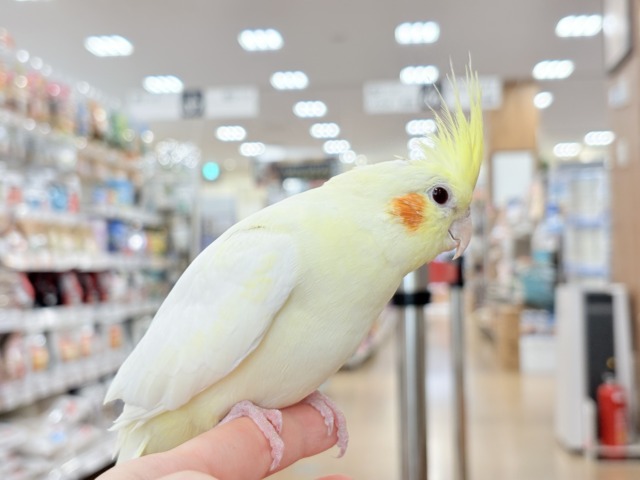 オカメインコ