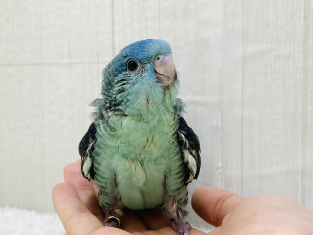 とにかくパワフル🔆ターコイズ輝く💎サザナミインコ！！