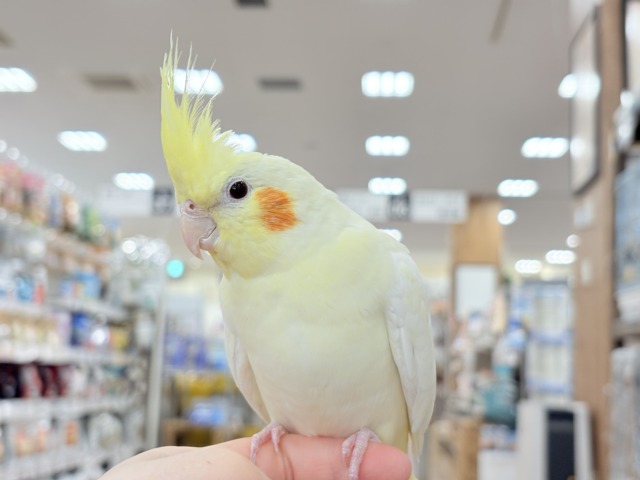 オカメインコ