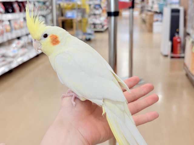 オカメインコ