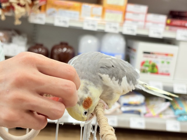 オカメインコ