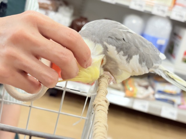 オカメインコ