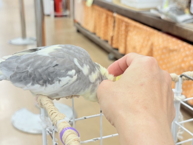 オカメインコ