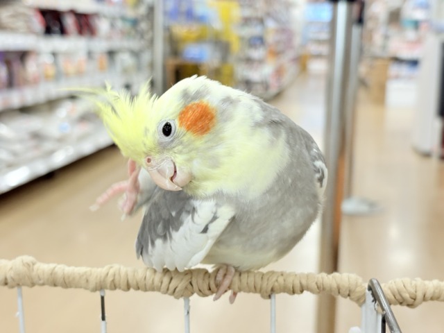 オカメインコ