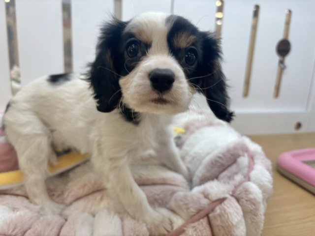 キャバリア・キングチャールズ・スパニエル