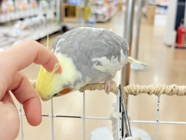 オカメインコ